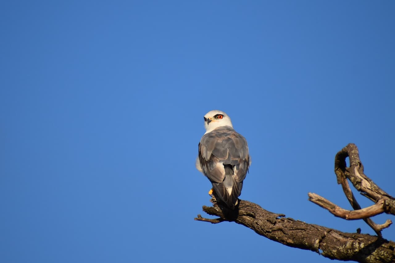 Black-winged Kites In The Branch Of The Wood