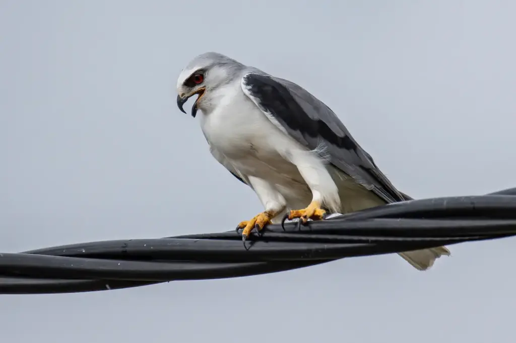 Black-winged Kites on a Wire 