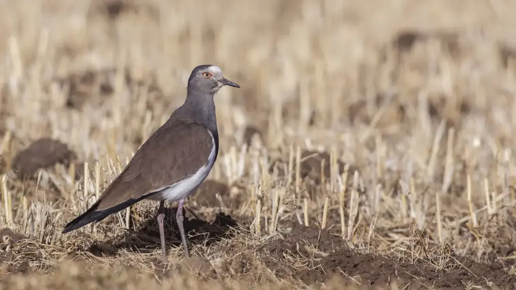 Black-winged Lapwings on a Grass