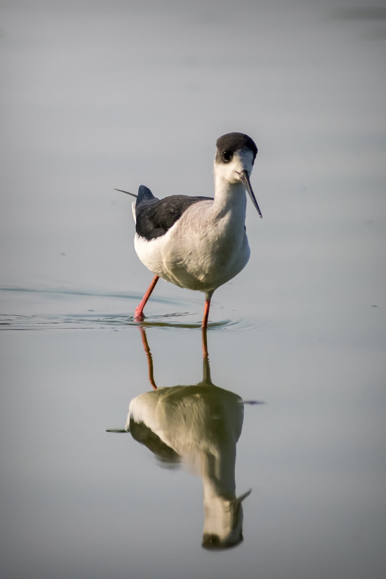The Black-Winged Stilt Hunting In The Water For Food