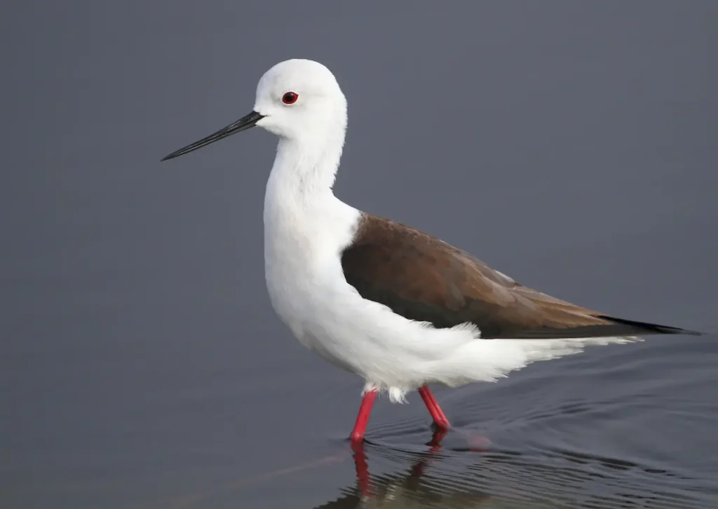 Black-winged Stilts 