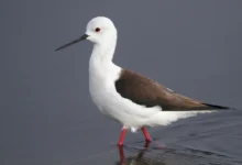 Black-winged Stilts Walking on the Water