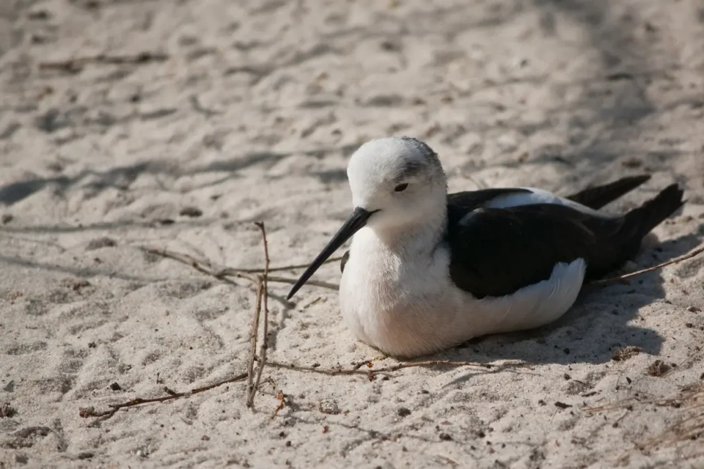 Black-winged Stilts Resting on the Sand 