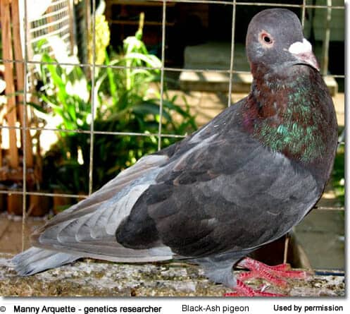 Black-Ash pigeon