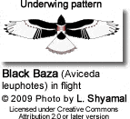 Black Baza (Aviceda leuphotes) in flight