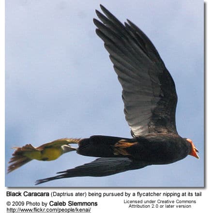 Black Caracara (Daptrius ater) being pursued by a flycatcher nipping at its tail
