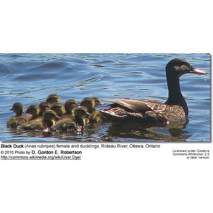Black Duck (Anas rubripes) female and ducklings, Rideau River, Ottawa, Ontario