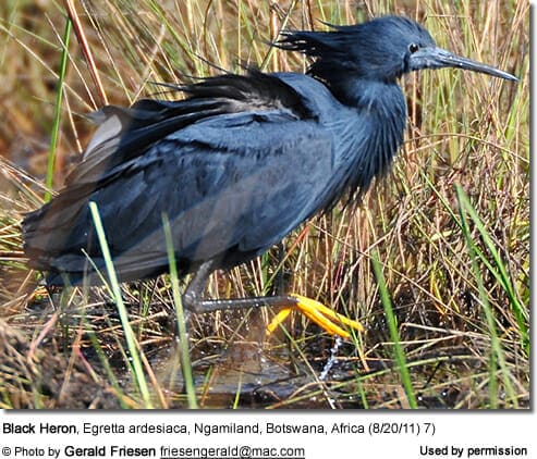 Black Heron, Egretta ardesiaca