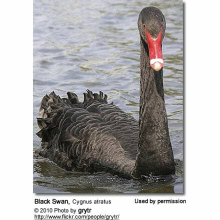Black Swan, Cygnus atratus