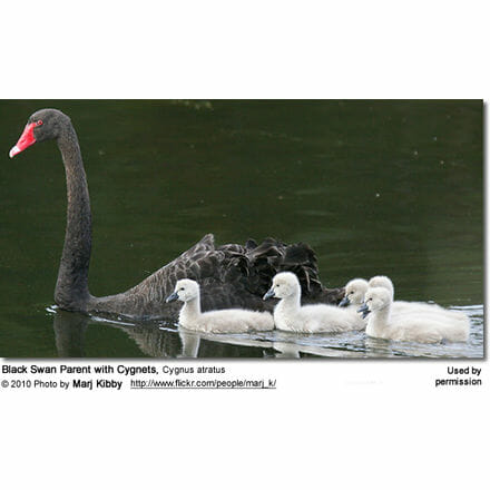 Black Swan Parent with Cygnets, Cygnus atratus