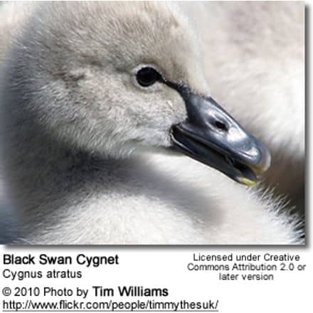 Black Swan Cygnet