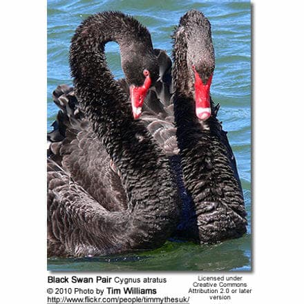 Black Swan Pair Cygnus atratus