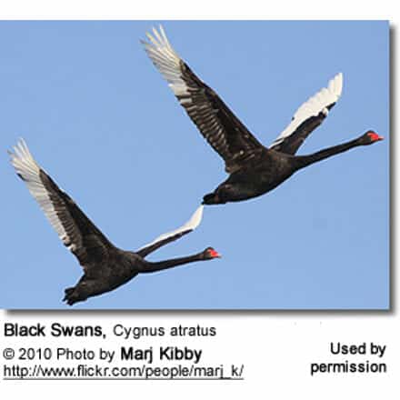 Black Swans, Cygnus atratus
