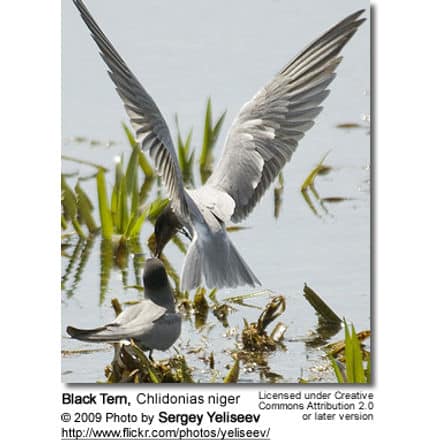 Black Tern, Chlidonias niger