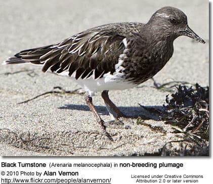 Black Turnstone (Arenaria melanocephala) in non-breeding plumage