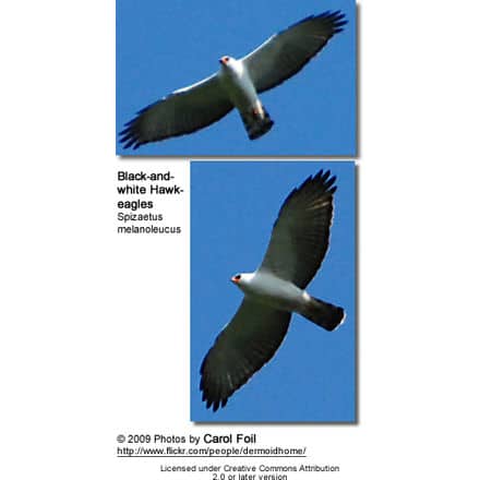 Black-and-white Hawk-eagle (Spizaetus melanoleucus