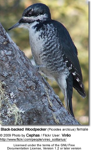 Black-backed Woodpecker (Picoides arcticus) female