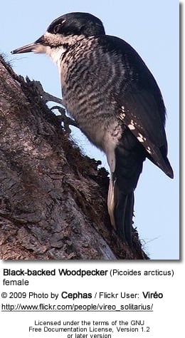 Black-backed Woodpecker (Picoides arcticus)