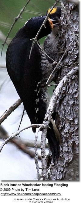 Black-backed Woodpecker feeding Fledgling