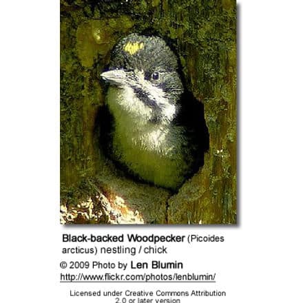 Black-backed Woodpecker (Picoides arcticus) nestling / chick