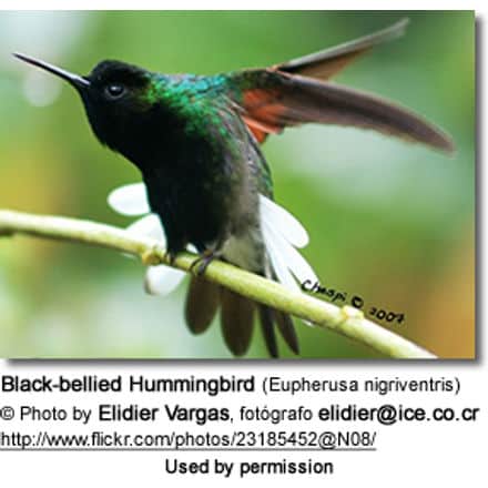 BlackbelliedHummingbird5