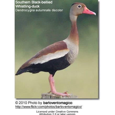 Southern Black-bellied Whistling-duck, Dendrocygna autumnalis discolor