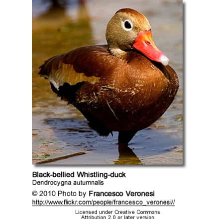 Black-bellied Whistling-duck (Dendrocygna autumnalis