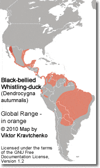 Black-bellied Whistling-duck (Dendrocygna autumnalis) - Global Range