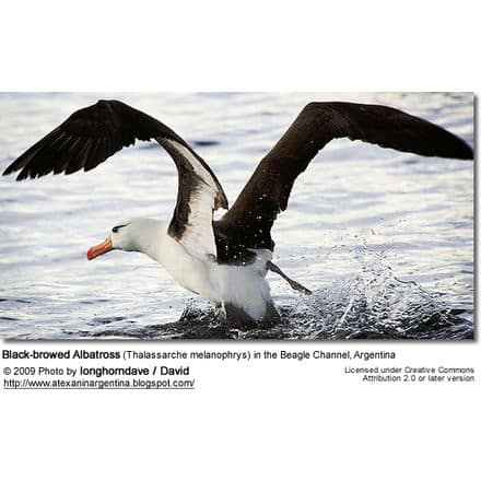 Black-browed Albatross (Thalassarche melanophrys) in the Beagle Channel, Argentina
