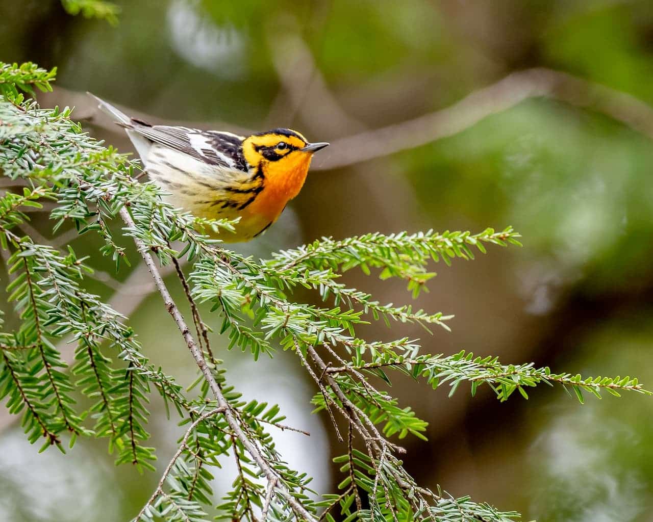 The Blackburnian Warbler Perched On The Branch