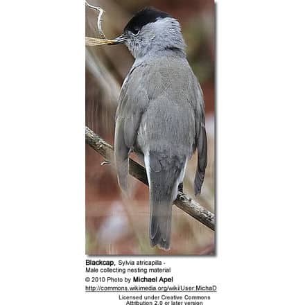 Blackcap, Sylvia atricapilla - Male collecting nesting material