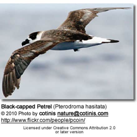 Black-capped Petrel (Pterodroma hasitata)