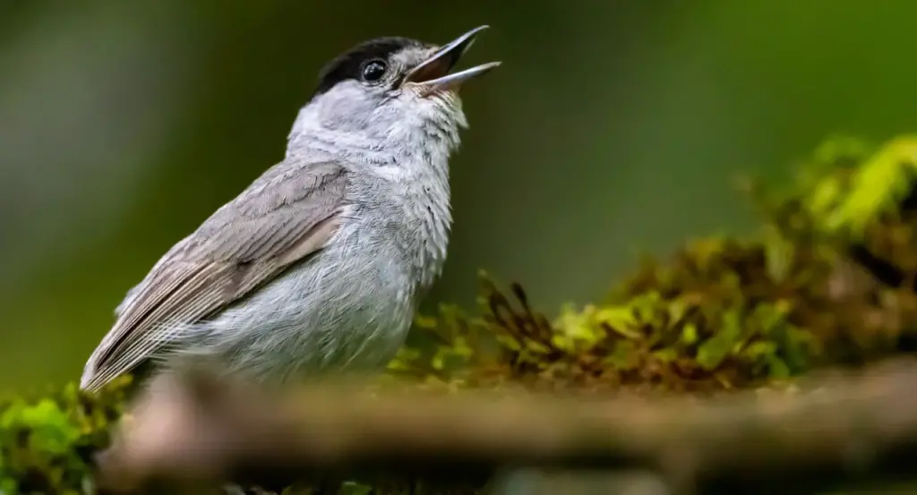 A Blackcap bird perched on a tree.