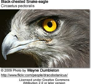 Black-chested Snake-eagle (Circaetus pectoralis)