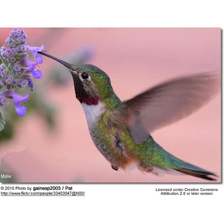 Black Chinned Hummingbird Male