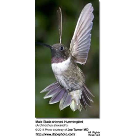 Black-chinned Hummingbird