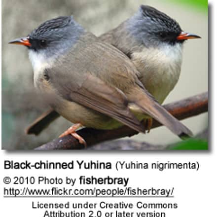 Black-chinned Yuhina (Yuhina nigrimenta)