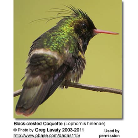 Black-Crested Coquette (Lophornis helenae)