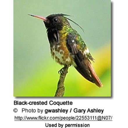 Black-crested Coquette (Lophornis helenae)