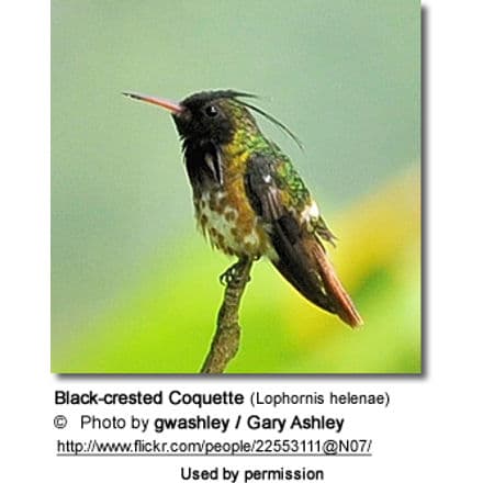 Black-crested Coquette (Lophornis helenae)