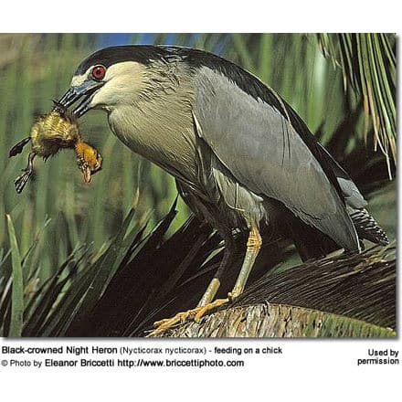 Black-crowned Night Heron (Nycticorax nycticorax) - feeding on a chick