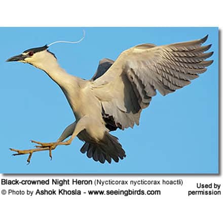 Black-crowned Night Heron (Nycticorax nycticorax hoactli)