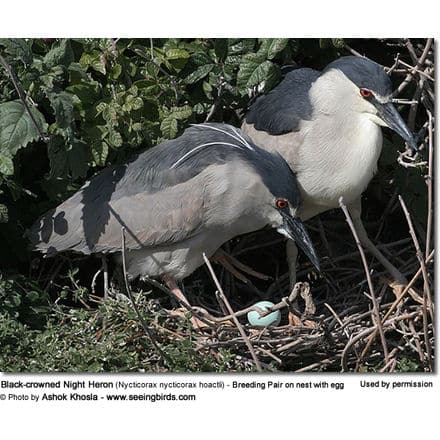 Black-crowned Night Heron (Nycticorax nycticorax hoactli) - Breeding Pair on nest with egg