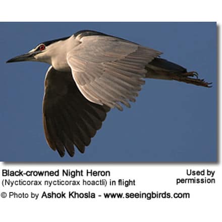 Black-crowned Night Heron (Nycticorax nycticorax hoactli) in flight