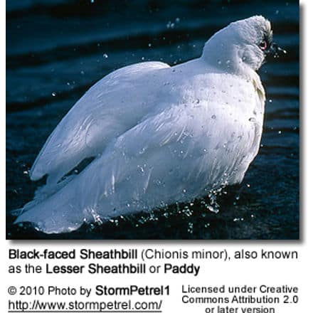 Black-faced Sheathbill (Chionis minor), also known as the Lesser Sheathbill or Paddy