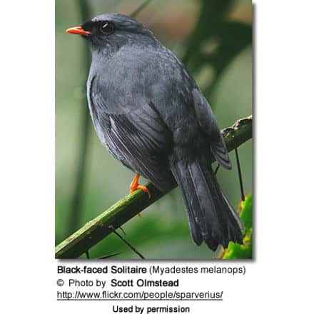 Black-faced Solitaire (Myadestes melanops)