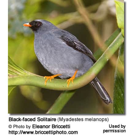 Black-faced Solitaire (Myadestes melanops)