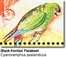 Black-fronted Parakeets, Tahiti Parakeets