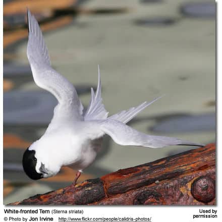 Black-fronted Tern (Chlidonias albostriatus ) also known as Sea Martin, Ploughboy, Inland Tern, Riverbed Tern or Tarapiroe