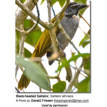 Black-headed Saltator, Saltator atriceps